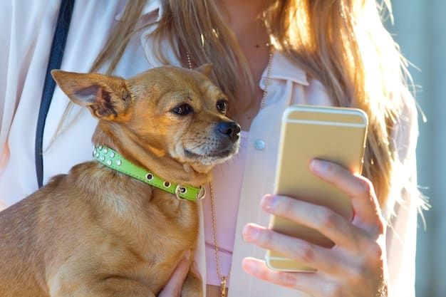 A close-up of a smart collar on a dog, displaying health and activity data on a smartphone app.